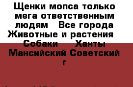 Щенки мопса только мега-ответственным людям - Все города Животные и растения » Собаки   . Ханты-Мансийский,Советский г.
